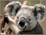 [thumbnail of Koala.jpg]